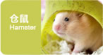   Hamster